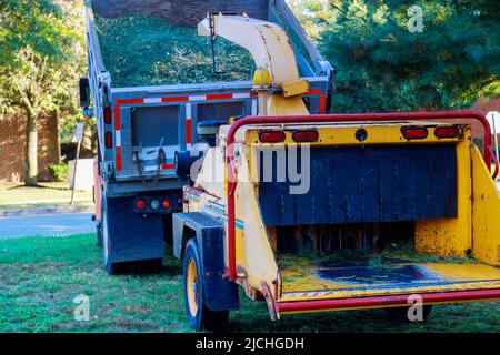 Tritadocumenti al lavoro per rami di albero Foto Stock