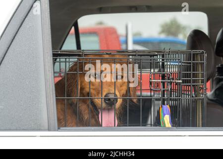 Carino cane marrone seduto in una gabbia in un'auto e guardando fuori la finestra aperta. Sul finestrino triangolare dell'auto è presente della nebbia. Foto Stock
