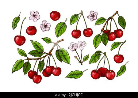 Set di rami di ciliegio, frutti di bosco e fiori disegnati a mano. Illustrazione vettoriale in stile di schizzo colorato Illustrazione Vettoriale