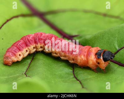Cossus cossus caterpillar in foglia, primo piano di un grande bruco di capra rosso dalla famiglia cossidae Foto Stock