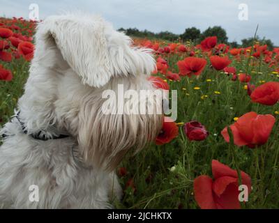 Cane che sniffing papaveri in un campo di primavera Foto Stock