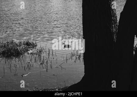 Silhouette di anatra selvaggia. Un'anatra che nuota in un lago in una calda giornata di primavera. Foto Stock