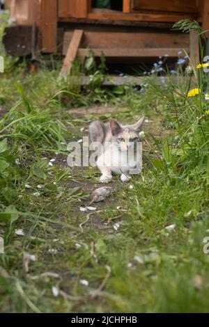 Gatto a caccia del mouse in giardino. Gatto che cattura un mouse. Foto Stock