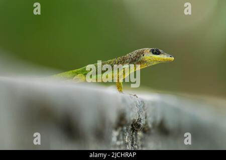 Anolis extremus - Barbados anole Lizard nativo delle Barbados, presentato a Santa Lucia e Bermuda. Precedentemente trattata come sottospecie di Martinica AN Foto Stock