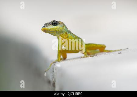 Anolis extremus - Barbados anole Lizard nativo delle Barbados, presentato a Santa Lucia e Bermuda. Precedentemente trattata come sottospecie di Martinica AN Foto Stock