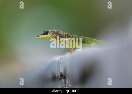 Anolis extremus - Barbados anole Lizard nativo delle Barbados, presentato a Santa Lucia e Bermuda. Precedentemente trattata come sottospecie di Martinica AN Foto Stock