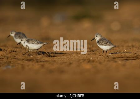 Sanderling - Calidris alba piccolo uccello da guado, a piedi, nutrendo, sulla costa atlantica sabbiosa, allevatore artico circumpolare, migrante a lunga distanza, inverno Foto Stock