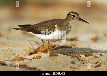 Spotted Sandpiper - Actitis macularius piccolo Shorebird, habitat di allevamento vicino alle acque fresche del Canada e degli Stati Uniti, migrano al Sud Americ Foto Stock