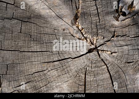 Superficie superiore di un ceppo tagliato da un albero di betulla. Vecchio sfondo di tessitura di legno Foto Stock