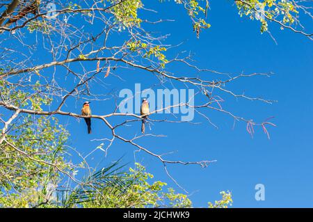 Apicologio, apicologio con fronte bianco su un ramo, Namibia Sud Africa. Foto Stock