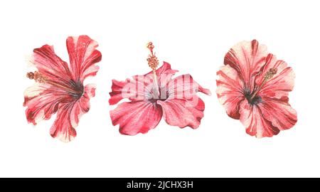 Fiori di Hibiscus, diversi oggetti isolati su sfondo bianco da un grande insieme DI CUBA. Illustrazione dell'acquerello. Per design, decorazione, composizione Foto Stock