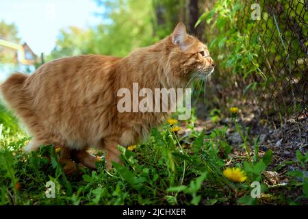 Bella purosangue redhead gattino. Razza Kurilian Bobtail. Ipoallergenico razza di gatti Foto Stock