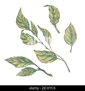 L'illustrazione di acquerello è un insieme degli elementi degli alberi da frutto fiorenti e degli attrezzi del giardino. Un set floreale fresco e bello per la primavera. Per la progettazione, t Foto Stock