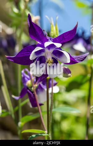 Primo piano di un fiore di aquilegia viola e bianco in fiore Foto Stock