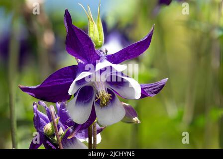 Primo piano di un fiore di aquilegia viola e bianco in fiore Foto Stock