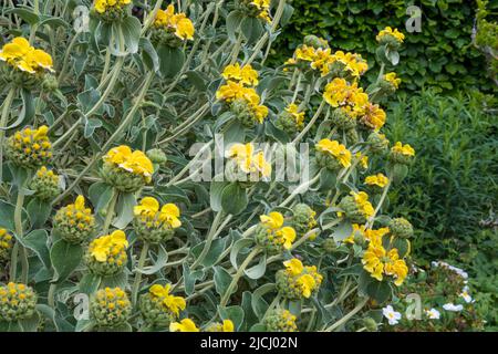 Salvia di Gerusalemme, Phlomis russeliana. Foto Stock