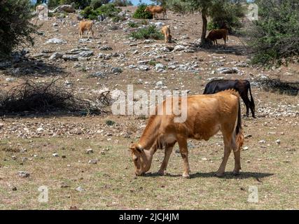 Bestiame al pascolo e libero che varia in campi aperti. Foto Stock