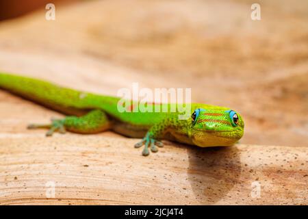 Gold Dust Day Gecko, Phelsuma laticauda, su una foglia di banana secca, Hawaii. Foto Stock