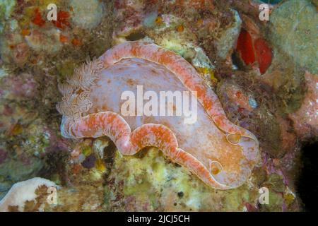 Questo ballerino spagnolo nudibranco, Hexabranchus sanguineus, è stato fotografato di notte, Hawaii. Foto Stock