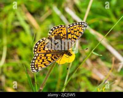 Boloria selene, piccola perla femmina bordata farfalla fritillaria che si nutrono su un fiore di butterCup sul brughiera sopra Shipley Bridge, Dartmoor Foto Stock