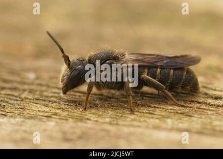 Closeup dettagliato su una cleptopharasite femmina Banded Bee scuro, Stelis punctulatissima seduta su legno Foto Stock