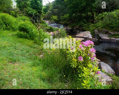 I fiori magenta dell'arbusto alieno invasivo sempreverde del Regno Unito, il ponticum di Rhododendron, nella valle di Avon, Dartmoor, Regno Unito Foto Stock