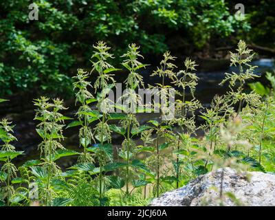Ortica flowering, Urtica dioica ssp. Dioica, che cresce in una linea sulle rive del fiume Avon sopra Shipley Bridge, Darmoor, UK Foto Stock