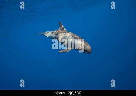 Pigmeo di balena killer, Feresa attenuata, noto anche come la slanciata blackfish o la scarsità di Balene Pilota, Hawaii. Foto Stock