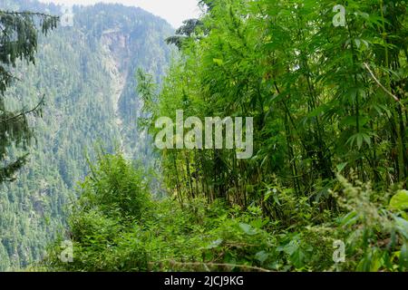 Vilalge Malana, Himachal Pradesh Foto Stock