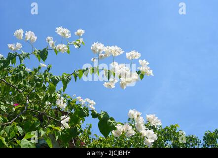 Fioritura di whiteBougainvillea a Nha Trang Vietnam Foto Stock