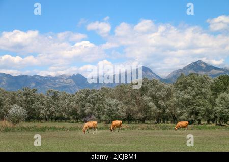 Lago di Skadar, Albania - 28.07.2017: Tre mucche d'arancia sono pascolo al prato vicino al lago di Skadar in Albania, con gli alberi verdi, montagne blu a Foto Stock