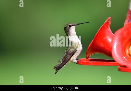 Una femmina che cimenta un uccello ronzio in un alimentatore di colibrì Foto Stock