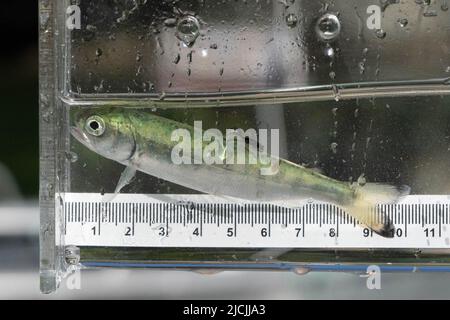 Colta di salmone Coho infettata con pidocchi marini nell'arcipelago di Broughton, British Columbia, Canada. Foto Stock