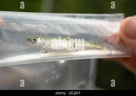 Salmone Coho giovane infettato con la pidocchio di mare. Foto Stock