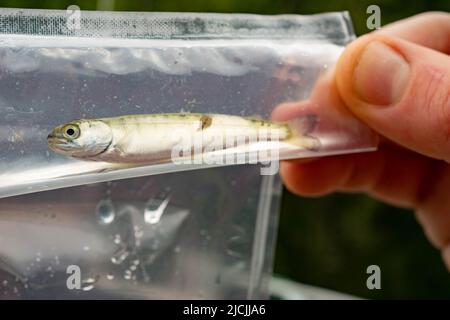 Salmone giovane infettato da pidocchio marino. Foto Stock