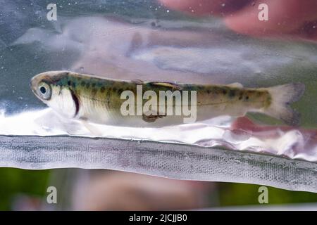 Salmone giovanile infestato da pidocchi marini nella costa nord-orientale dell'isola di Vancouver. Foto Stock