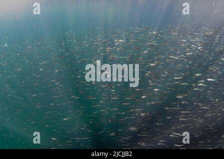 Grande scuola di salmone rosa giovanile nel fiume Campbell, nella costa nord-occidentale dell'isola di Vancouver. Foto Stock