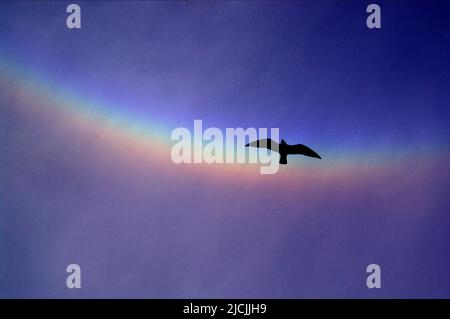 Un gabbiano vola di fronte ad un arco circenzenthal alto in cielo. L'effetto 'arcobaleno' è causato da cristalli di ghiaccio ad alta quota. Foto Stock