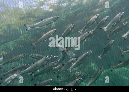 Salmone di Juvenil nell'arcipelago di Broughton. Foto Stock