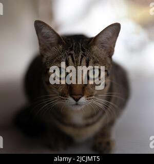 Primo piano Tabby Cat guardando la telecamera isolata sullo sfondo. Foto Stock