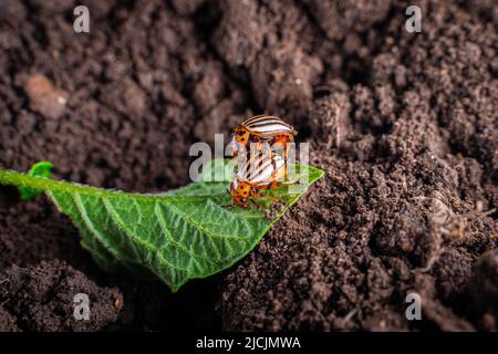 Due coleotteri di patate del Colorado si accoppiano su una foglia di patate sullo sfondo del terreno di un letto di giardino Foto Stock