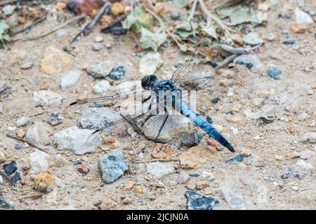 Primo piano di un maschio blu dragonfly skimmer meridionale, Orthetrum brunneum seduta su una pietra. Dragonfly maschio blu la skimmer meridionale, Orthetrum brunneum Foto Stock