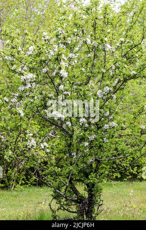 Unione crab apple Foto Stock