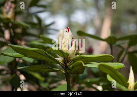 Boccioli di rododendro luminoso poco prima della fioritura Foto Stock