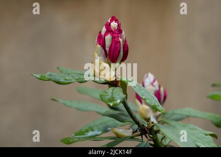 Boccioli di rododendro luminoso poco prima della fioritura Foto Stock