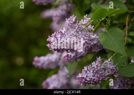 Fiori di cespuglio lilla fiorente, giardino in primavera Foto Stock