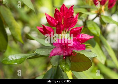 Boccioli di rododendro luminoso poco prima della fioritura Foto Stock