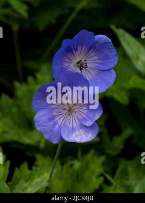 Un paio di fiori del Geranio Blu noto anche come la Cranesbill Blu Foto Stock