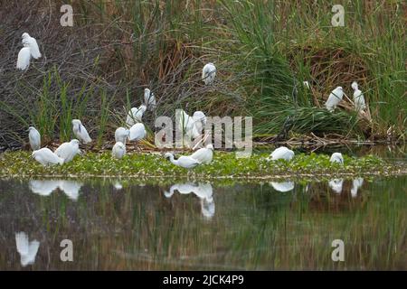 Un gregge di greggi di neve, la thula di Egretta, che si snodano nelle lattici da un laghetto vicino alla riserva naturale nazionale di Aransas in Texas. Foto Stock