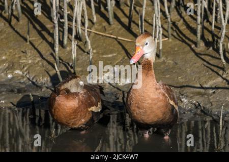 Dendrocygna autumnalis, anatre fischianti dalle decorazioni nere, che riposano in una palude di mangrovie nel Texas meridionale. Foto Stock